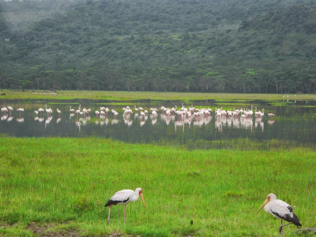Lake Naivasha Resort מראה חיצוני תמונה